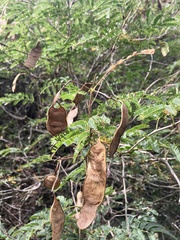 Senegalia bonariensis