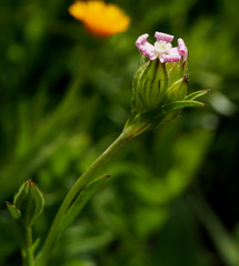 Silene decipiens