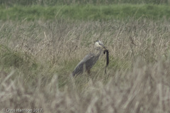 Siren intermedia
