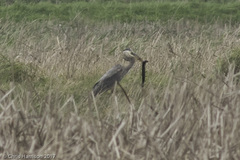 Siren intermedia