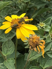 Astylus vittaticollis