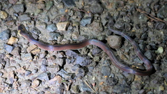 Atractus lehmanni