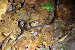 Atractus lehmanni