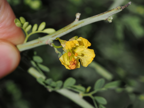 Parkinsonia florida