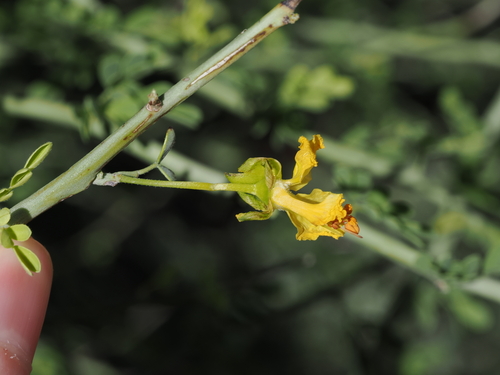 Parkinsonia florida