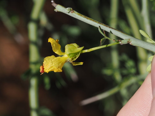 Parkinsonia florida