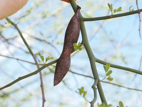 Parkinsonia florida