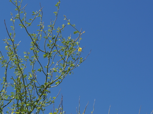 Parkinsonia florida