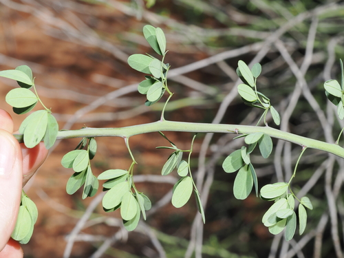 Parkinsonia florida