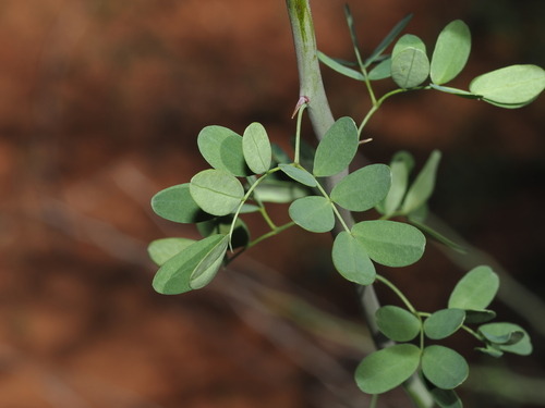 Parkinsonia florida