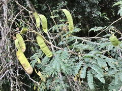 Senegalia bonariensis