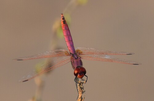 Violet Dropwing