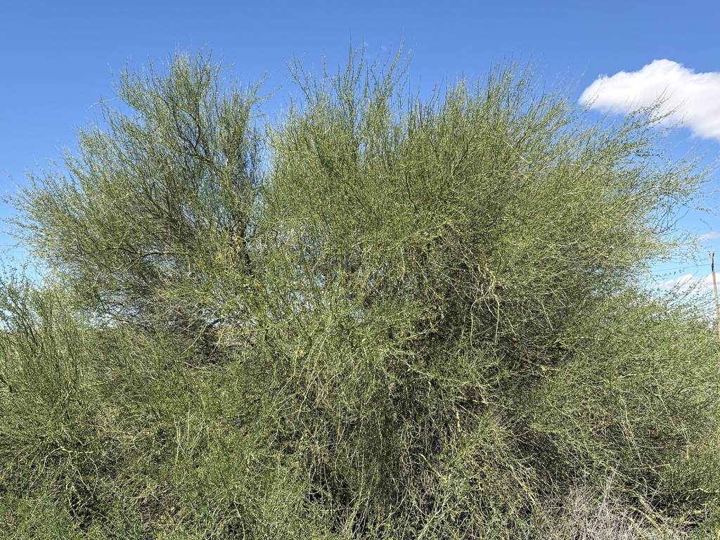 Parkinsonia florida, outskirts of Broken Hill along path leading from Creedon Street, New South Wales