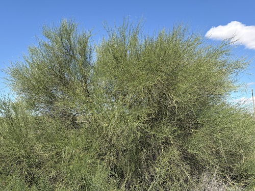 Parkinsonia florida