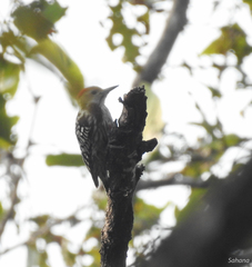 Leiopicus mahrattensis