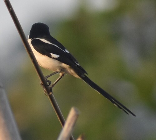 Northern Fiscal