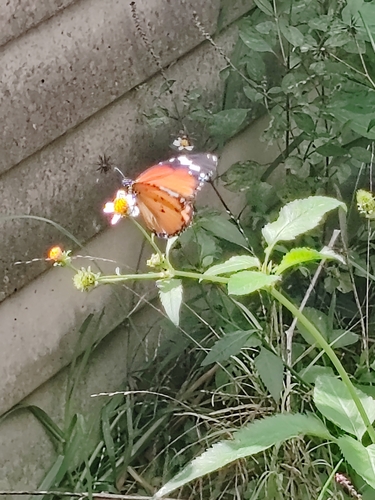 Plain Tiger Butterfly
