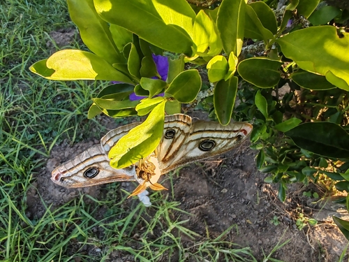 Apollo Marbled Emperor