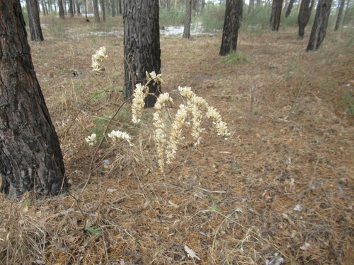 Chinese cimicifuga (Actaea cimicifuga)
