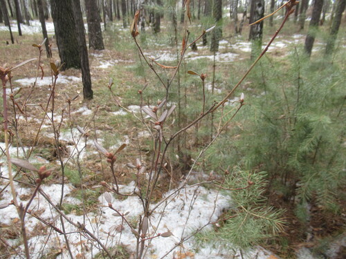 Rhododendron dauricum (Rhododendron dauricum)