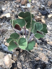 Oxalis imbricata