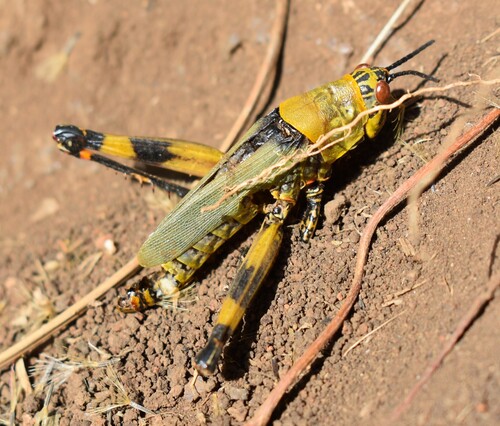 Variegated grasshopper