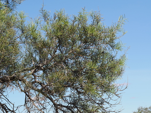 Dead Finish (Acacia carneorum)