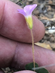 Oxalis imbricata