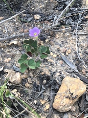 Oxalis imbricata