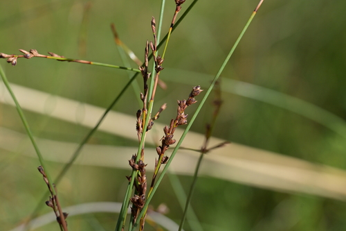 Tussock Swamp Twig Rush (Machaerina juncea)