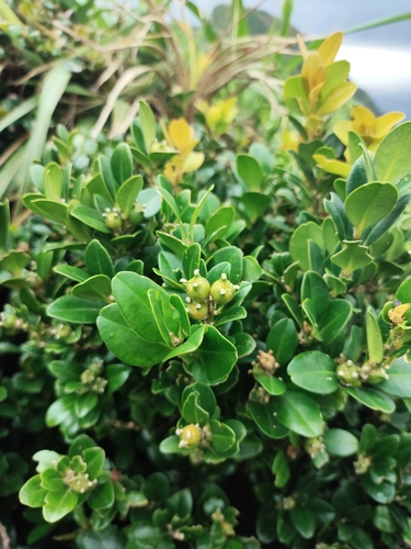 Buxus liukiuensis, 2026-04-03