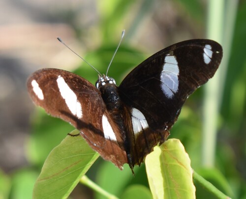 Danaid Eggfly