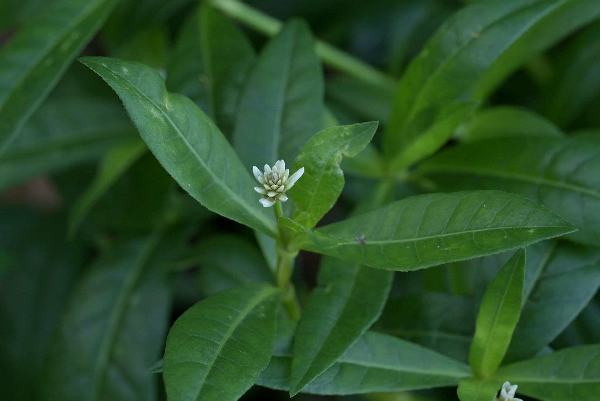 Alligatorweed (Alternanthera philoxeroides)