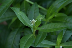 Alligatorunkraut (Alternanthera philoxeroides)