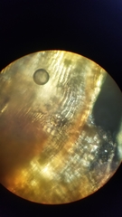 Orthotrichum ohioense