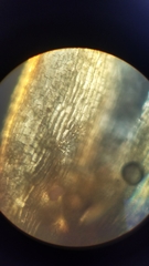 Orthotrichum ohioense