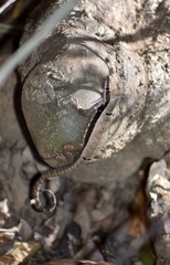 Leiocephalus macropus