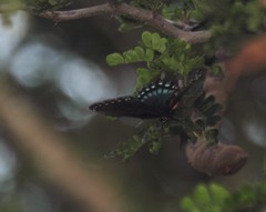 Limenitis arthemis arizonensis