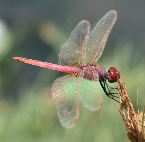 Violet Dropwing