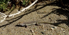 Central Asian Racerunner photo 3