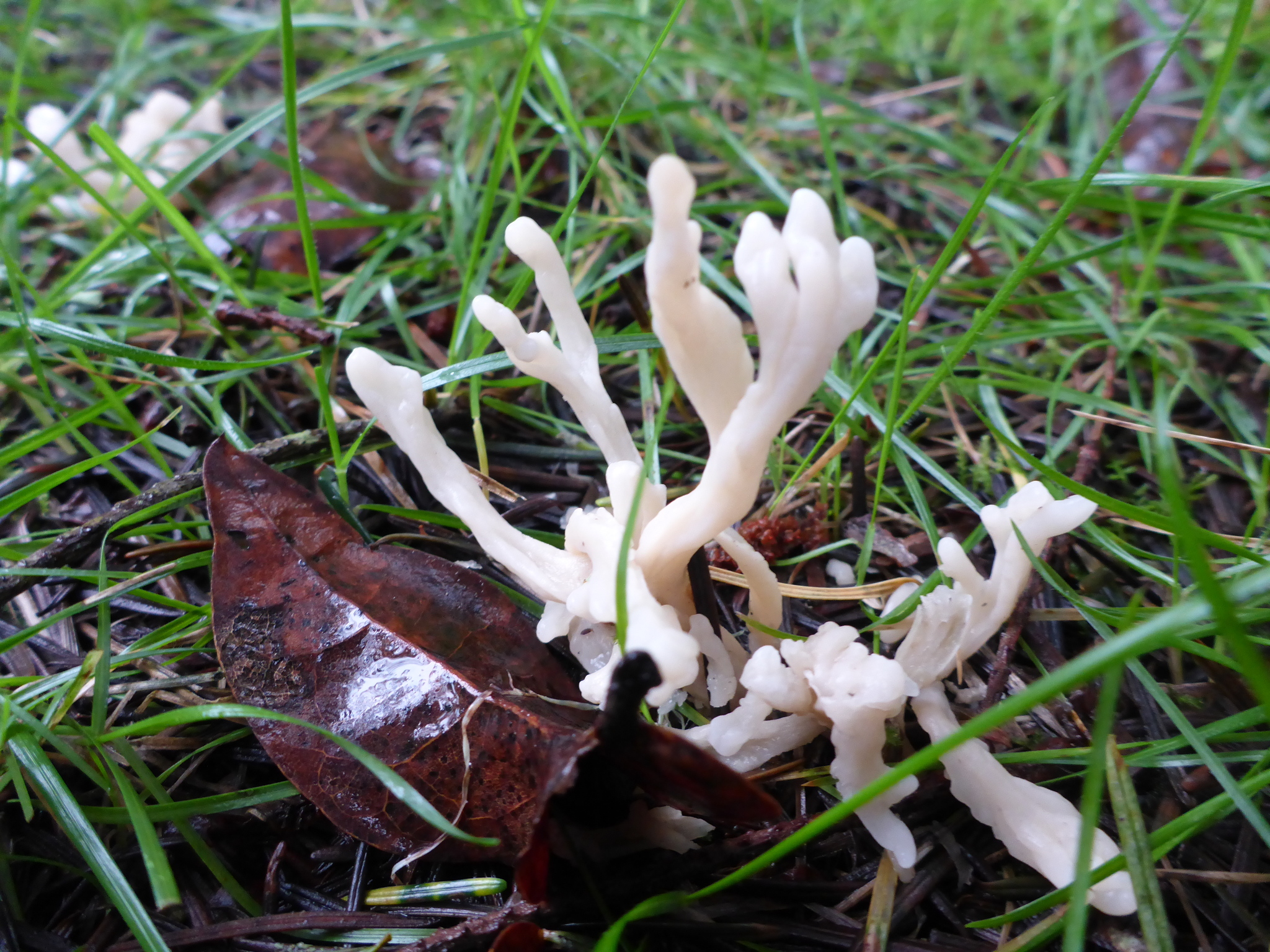Clavaria fumosa image