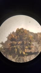 Orthotrichum ohioense