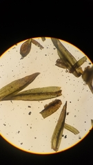Orthotrichum ohioense