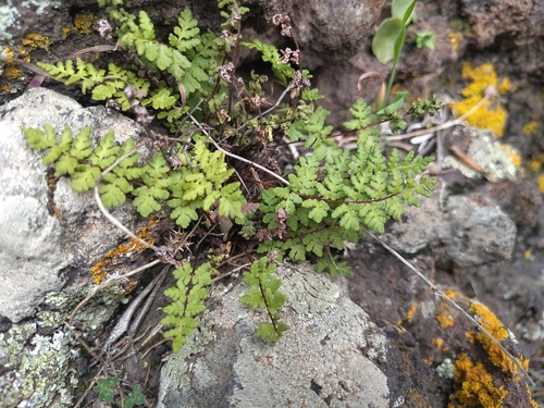 Oeosporangium pteridioides, 2026-04-03