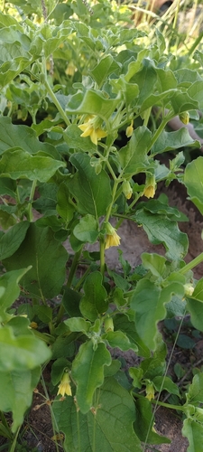 grape groundcherry (Physalis viscosa)