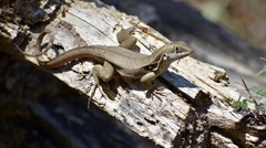 Leiocephalus macropus