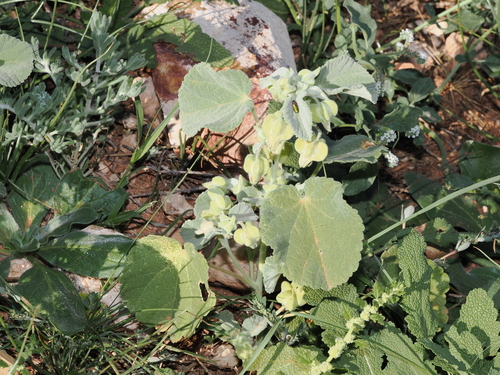 Desert Chinese Lantern (Abutilon otocarpum)