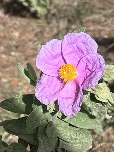 Avistamiento Cistus albidus