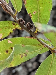 Kokkocynips difficilis