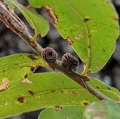 Kokkocynips difficilis
